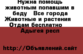 Нужна помощь животным попавшим в беду - Все города Животные и растения » Отдам бесплатно   . Адыгея респ.